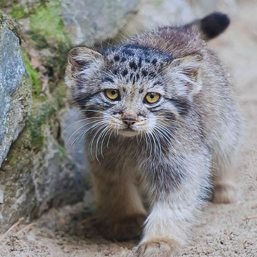A Pallas's cat kitten walking along a mossy stone wall on pale sand