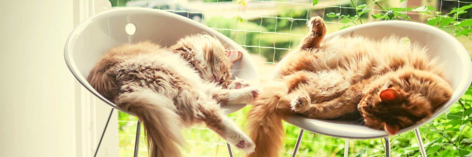 Two fluffy Maine Coons sleeping on a chair outside