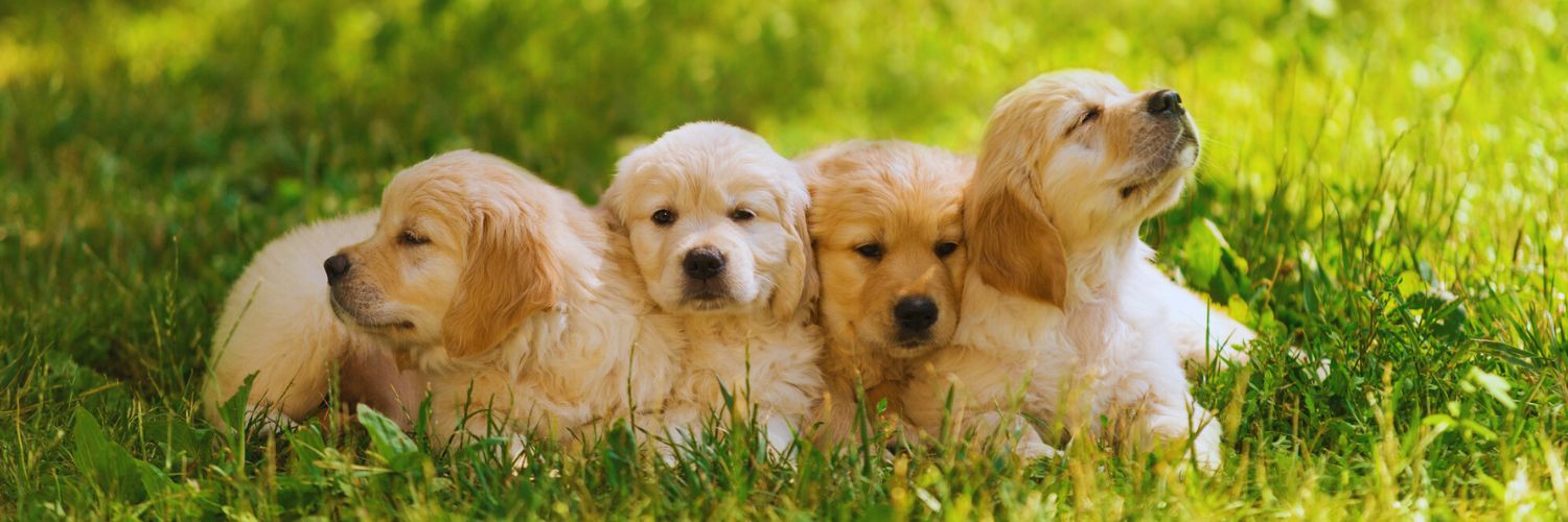 four golden retriever puppies lying on a grassy field