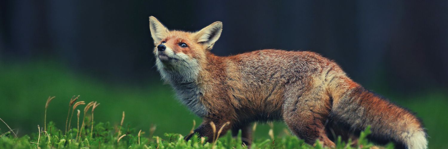 A red fox standing in green moss and looking up