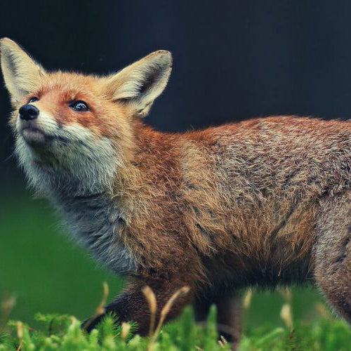 A red fox standing in green moss and looking up