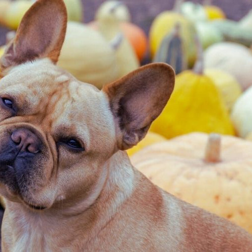 french bulldog in a pumpkin patch