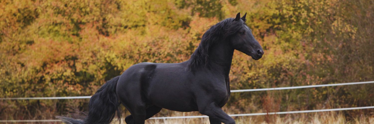 Friesian horse with autumn trees in the background