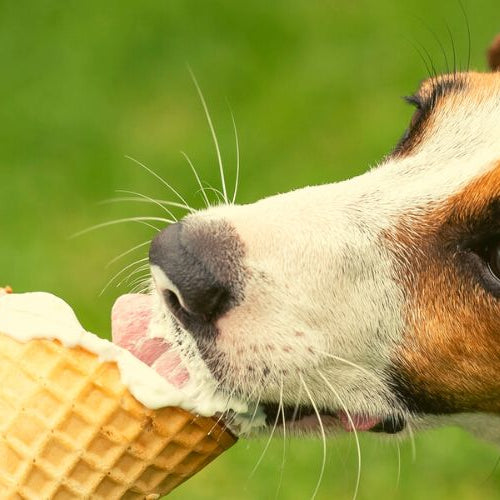 Dog eating ice cream, one of the best frozen treat recipes for dogs