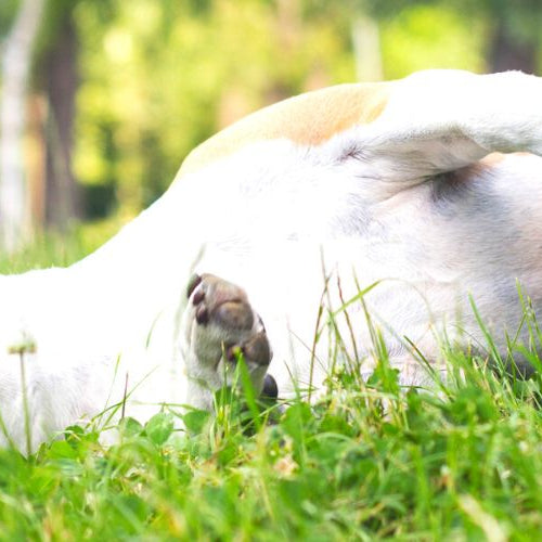 Funny animal pic of a dog lying on the grass