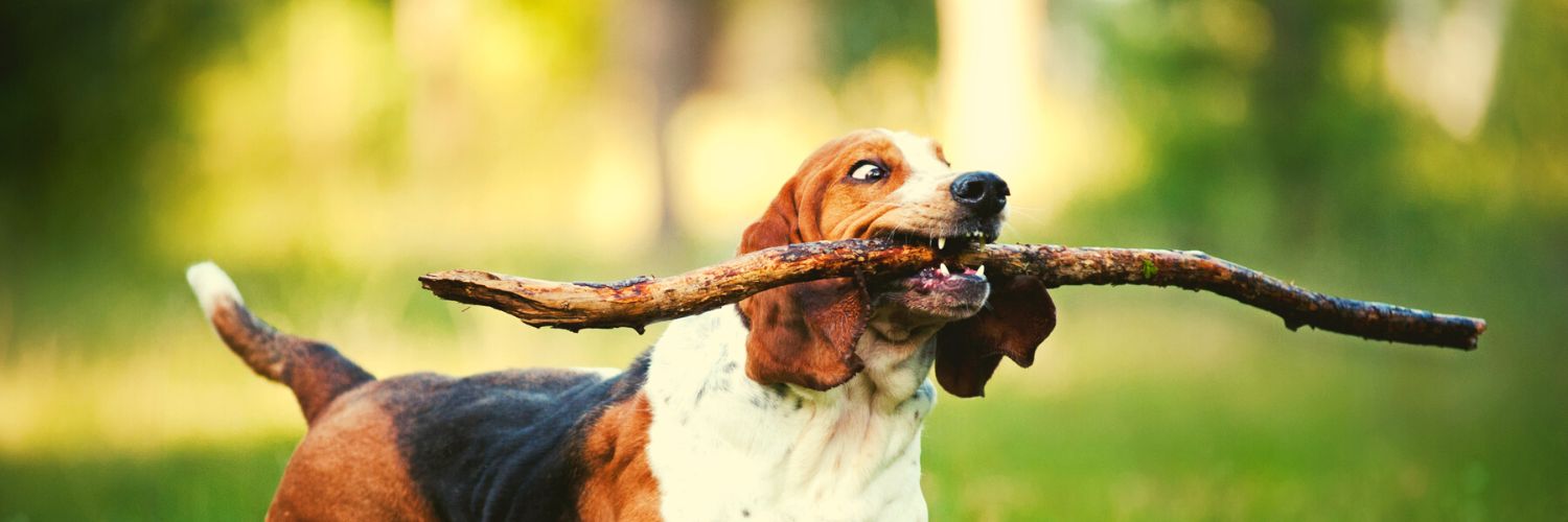 Funny dog carrying a stick