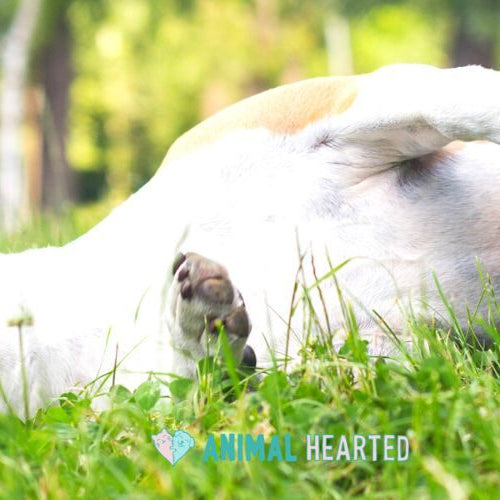 A white and tan dog lying on its back in green grass with a paw in the air