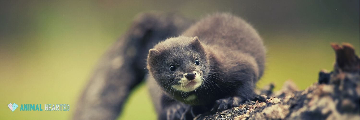 A young mink with a dark gray coat and a white chin crouched on a log