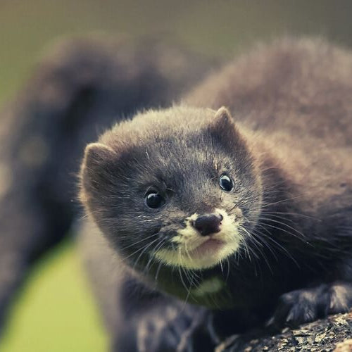 A young mink with a dark gray coat and a white chin crouched on a log