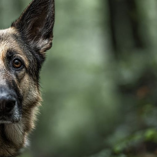 A photo of a german shepherd wearing a harness
