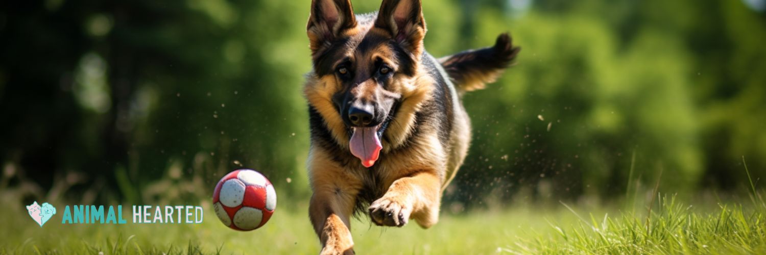 German Shepherd chasing a ball outdoors