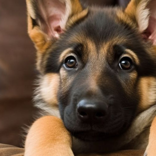 German Shepherd puppy on a brown couch