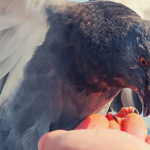 Bird lover feeding a sea gull with their hands