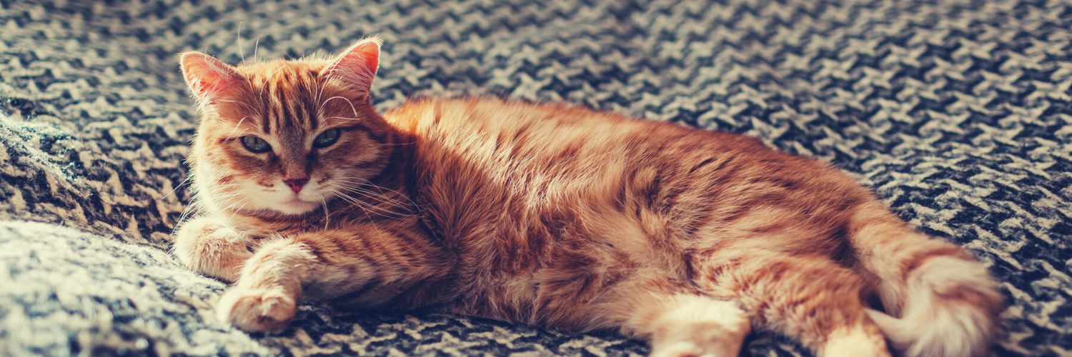 My Cat Smells Bad What to Do About Smelly Cat Odor — Animal Hearted