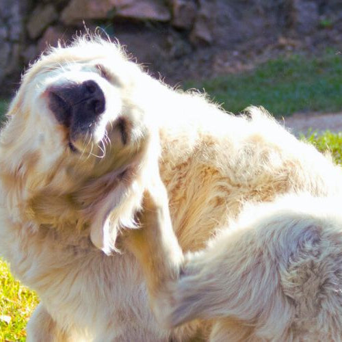 golden retriever sratching its ear while in the sun