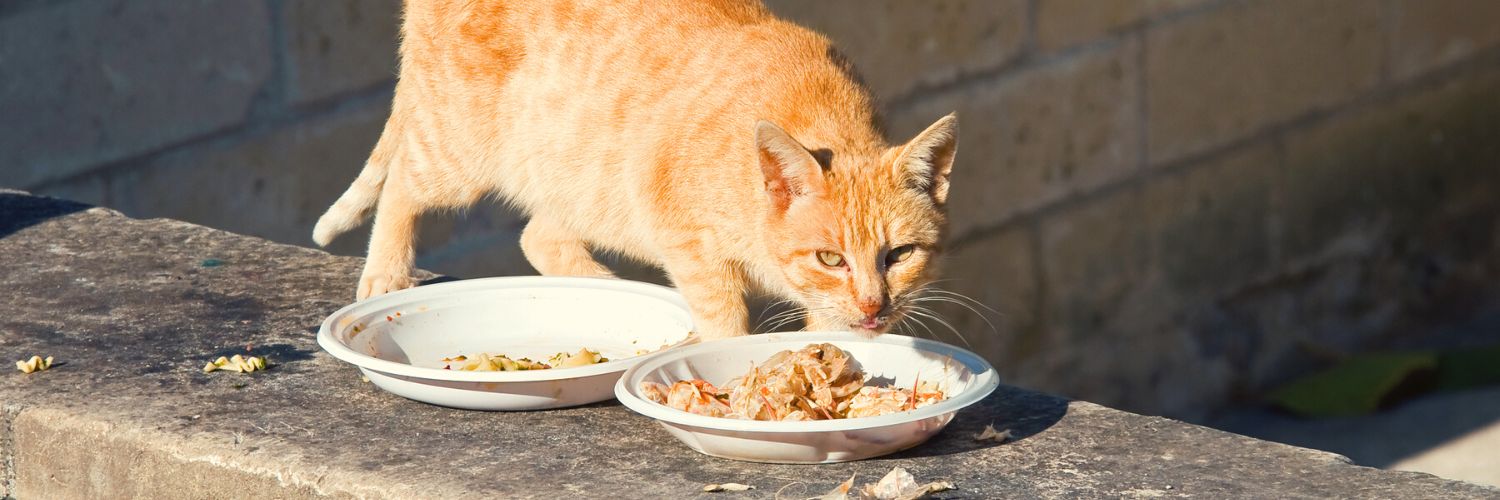 Stray feline outside eating from a bowl of food through a good feeding schedule for cats