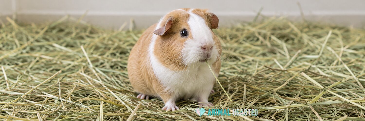A tan and white guinea pig sitting in a wide bed of loose hay with a strand of hay in its mouth