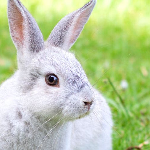 Gray bunny on grass