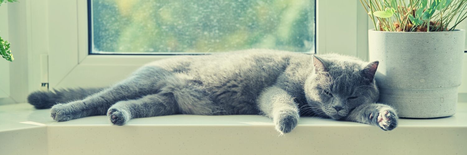 Gray cat sleeping by window