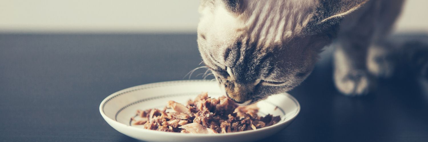 gray tabby cat eating wet cat food