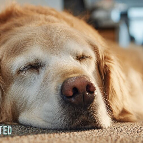 Golden retriever sleeping under an office desk