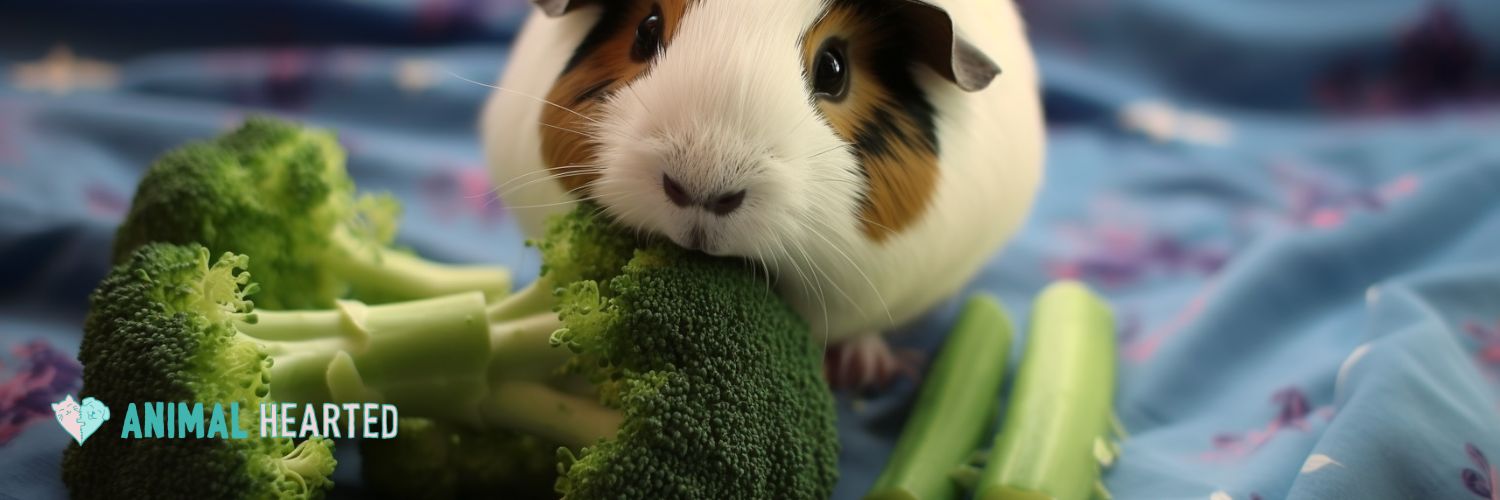 Serene Can Guinea Pigs Eat Broccoli Picture in 4K Serene Can Guinea Pigs Eat Broccoli Picture in 4K