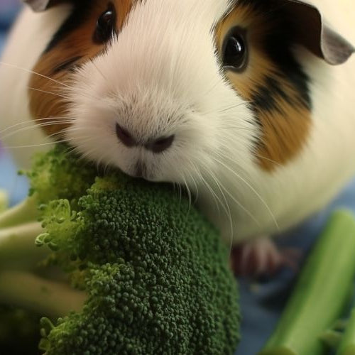 Can Guinea Pigs Eat Broccoli? Understanding the Best Diet for Your Pet