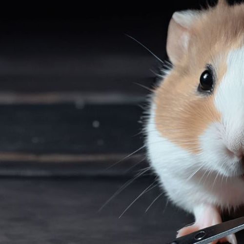 Hamster Nail Trimming Toys: The Ultimate Guide for Easy At-Home Grooming