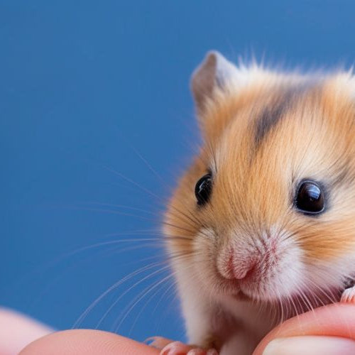 a person's hand holding a dwarf hamster