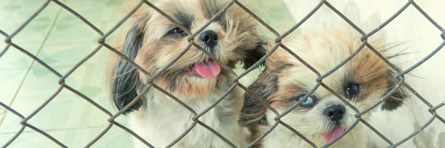 Puppies behind a cage about to be saved by the "Harley To The Rescue" campaign