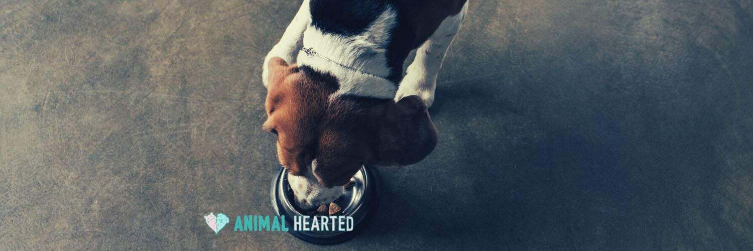 A beagle seen from above eating dry food from a metal bowl on a concrete floor