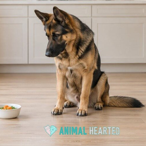 A German Shepherd sitting on a kitchen floor and looking at a small white bowl of steamed carrots and green beans