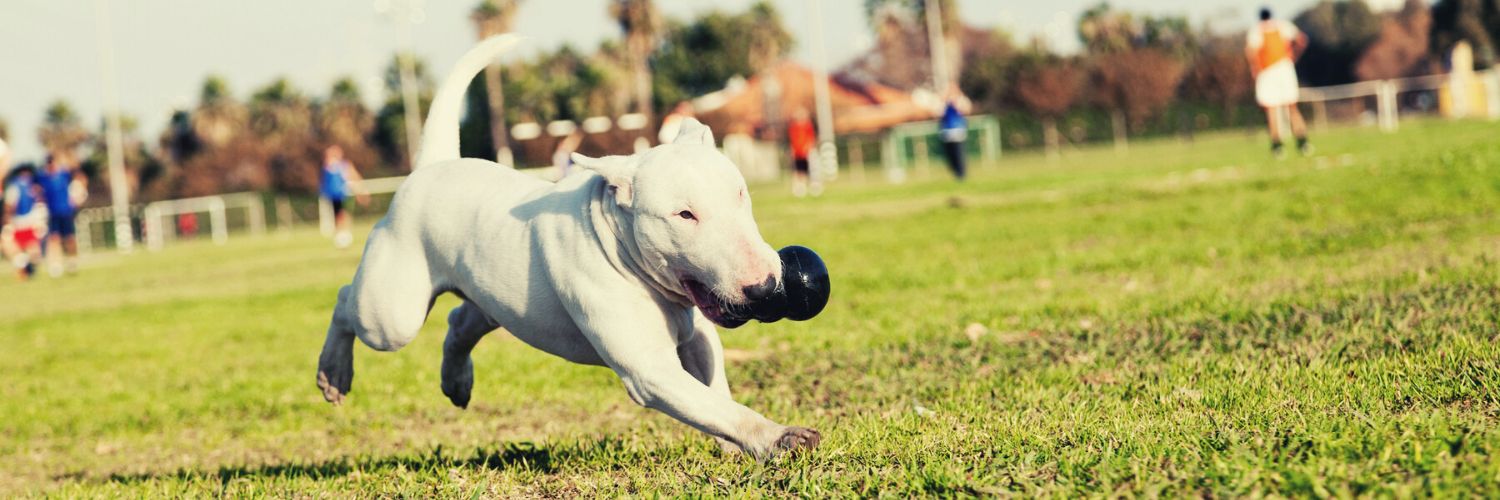 Dog playing in the park with health Kong stuffers
