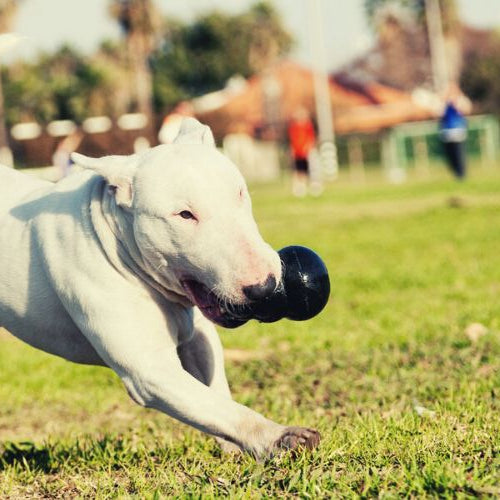 Dog playing in the park with health Kong stuffers