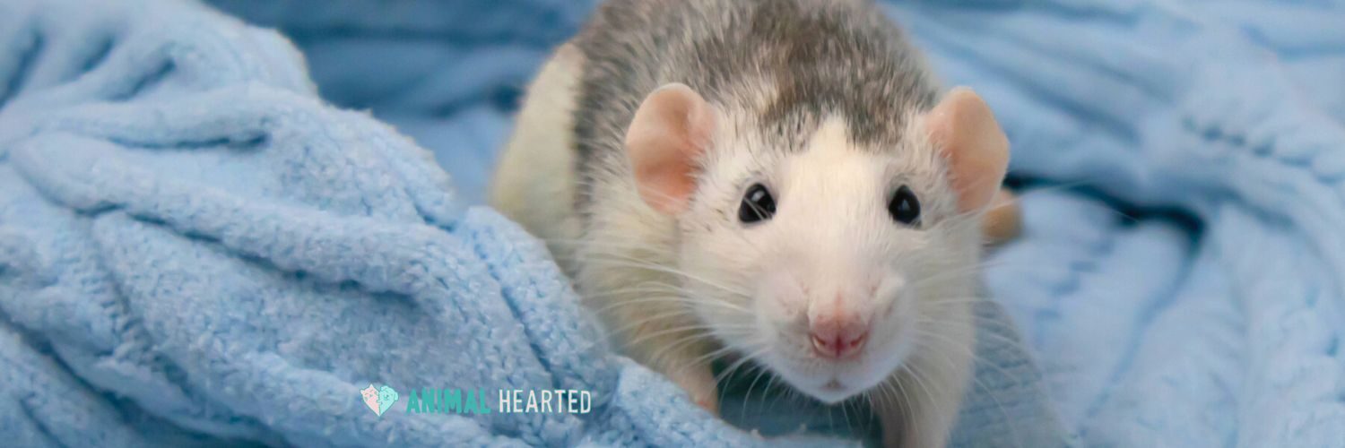 A rat with a white face and gray back looking at the camera from a pile of light blue blankets
