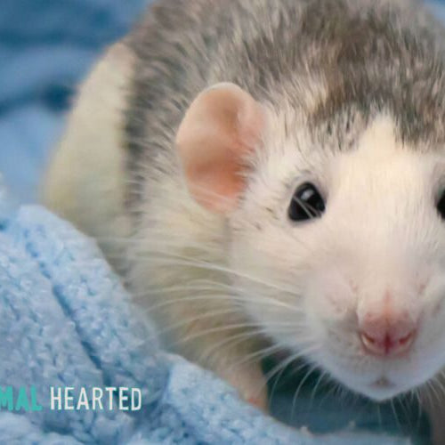 A rat with a white face and gray back looking at the camera from a pile of light blue blankets
