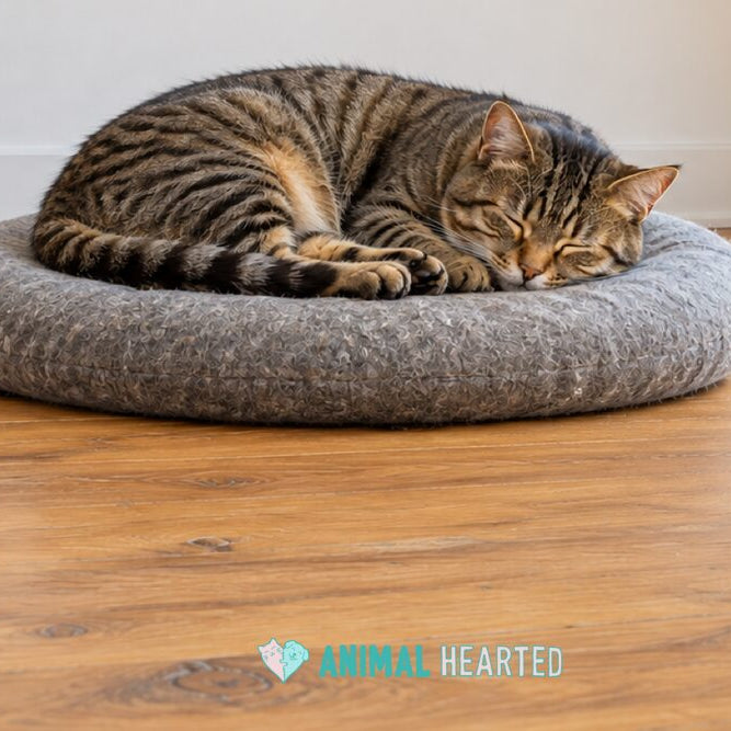A brown tabby cat curled up asleep on a round gray cushion on a wooden floor