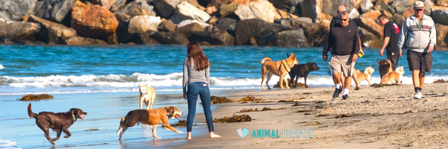 Several dogs running and walking on wet sand beside the ocean, with a woman standing near them and people walking along the beach in front of a rock jetty