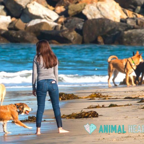 Several dogs running and walking on wet sand beside the ocean, with a woman standing near them and people walking along the beach in front of a rock jetty