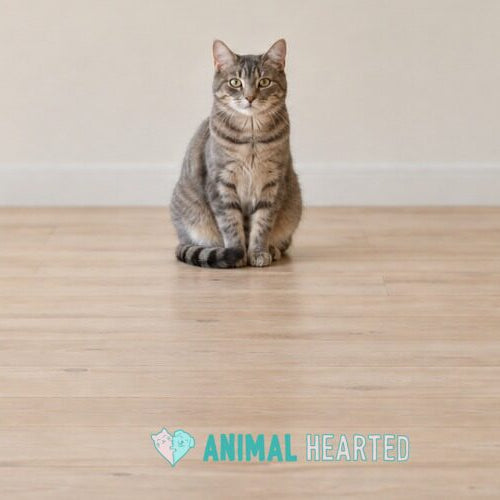 Gray tabby cat sitting upright on a light wood floor in front of a plain wall