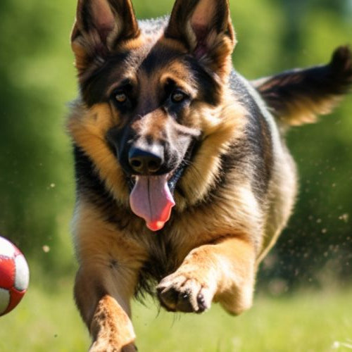 German Shepherd chasing a ball outdoors
