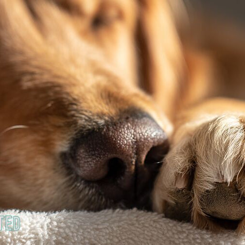 Close-up of a golden retriever's paw with trimmed nails