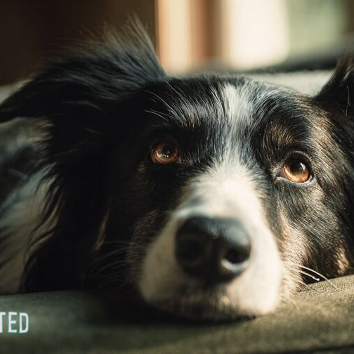 Golden retriever resting on a couch looking worried