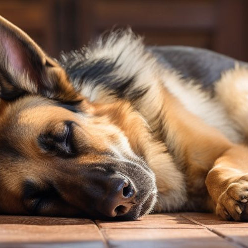 A German Shepherd lying asleep on a tile floor with its head resting on the floor