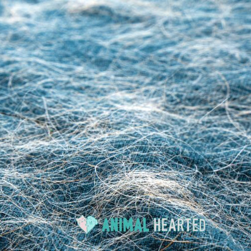 Loose fine hairs spread across a blue knit fabric