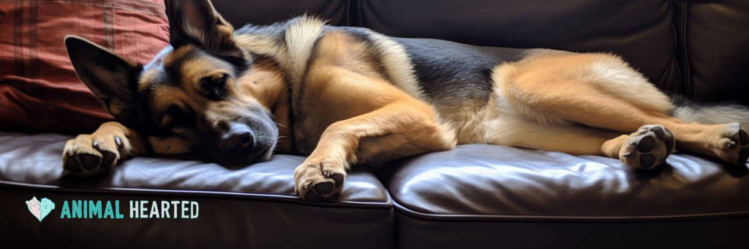 A German Shepherd lying on its side on a dark brown leather couch with its head resting on its front paws