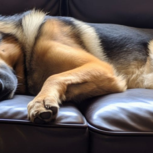 A German Shepherd lying on its side on a dark brown leather couch with its head resting on its front paws