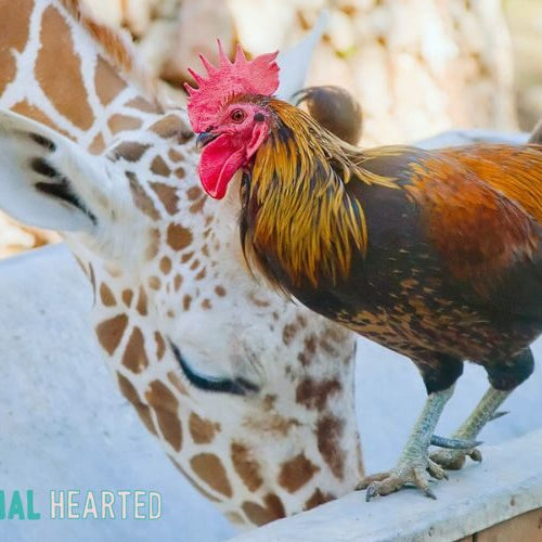A rooster with orange and green feathers standing on the edge of a trough while a giraffe lowers its head beside it
