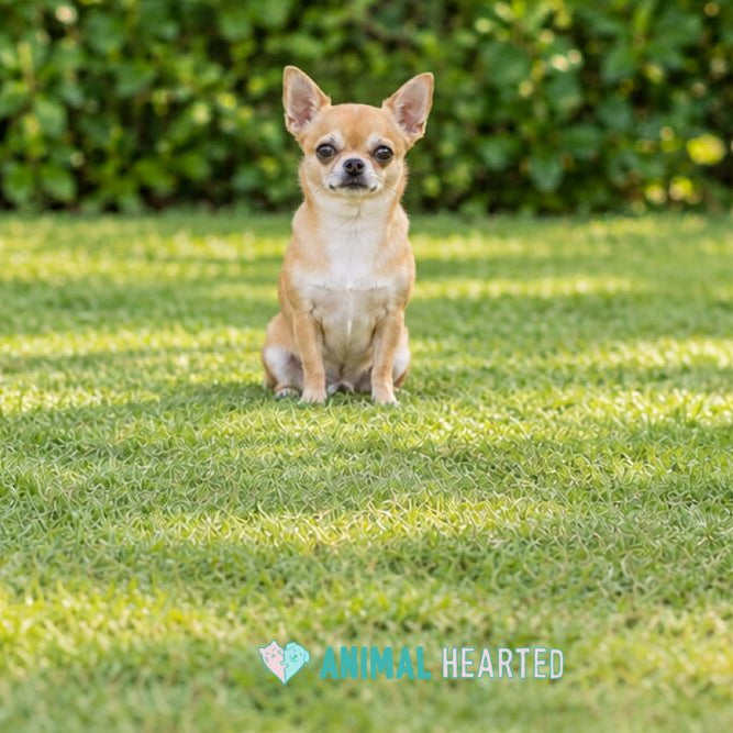 A fawn smooth-coat Chihuahua with upright ears sitting on a mowed lawn in front of a green hedge