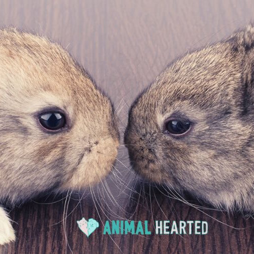 A tan rabbit and a gray-brown rabbit lying on a dark wood floor with their noses almost touching